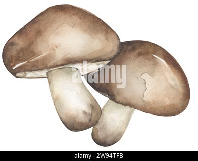 Illustrazione funghi acquerelli, set clipart funghi oliatore, elementi disegnati a mano Foto Stock