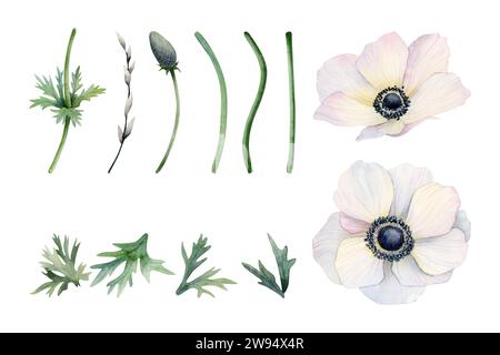 Fiori di anemoni bianchi con steli, foglie e boccioli, set di illustrazioni isolate ad acquerello. Papaveri di fiori selvatici di Meadow Foto Stock