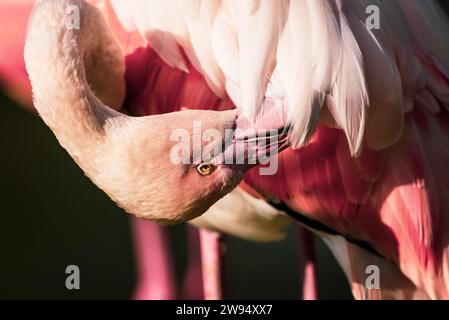 Un momento incantevole immortalato in un ritratto di un fenicottero rosa, che pulisce con grazia le sue piume con la massima eleganza e leggerezza. Foto Stock