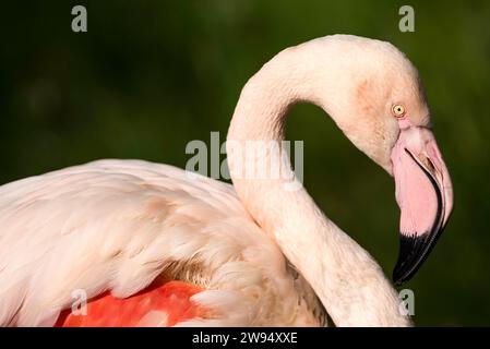 Ritratto di un grazioso fenicottero rosa, che mostra il suo profilo elegante mentre si infila il collo con eleganza Foto Stock