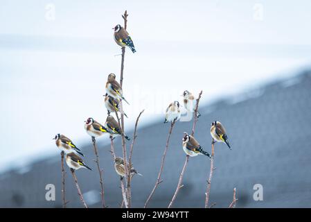 Tableau invernale con un affascinante gruppo di pinne d'oro arroccati sulla cima di un albero, creando una scena pittoresca. Foto Stock