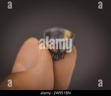 Piccolo oggetto stampato su macro stampante 3d in metallo. Corone dentarie create in primo piano con sinterizzatore laser. SLM, tecnologia SLS. Rivoluzione industriale Concept 4,0. Tecnologia additiva moderna e all'avanguardia Foto Stock