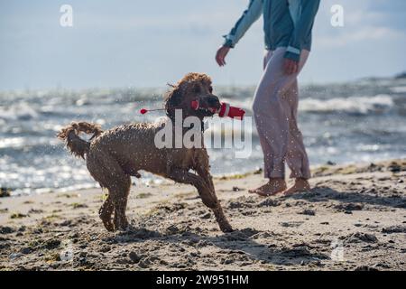 cane che gioca a prendere in spiaggia Foto Stock