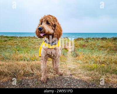 doodle dorato con impermeabile in spiaggia Foto Stock