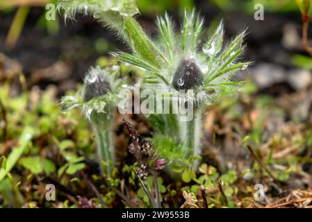 Erba soffice sogno o Pulsatílla patens o Anemone patens Buds, le prime fioriture adornate con rugiada. Foto Stock