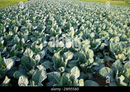 Cavolfiore fresco la verdura cruda cresce in terreno biologico in giardino. Agricoltura biologica di piantagione di cavolfiori freschi Foto Stock