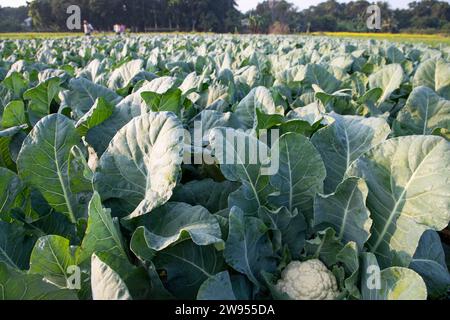 Cavolfiore fresco la verdura cruda cresce in terreno biologico in giardino. Agricoltura biologica di piantagione di cavolfiori freschi Foto Stock