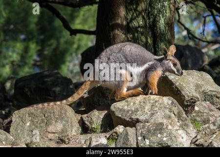 Wallaby di roccia dai piedi gialli in piedi su alcune rocce. Foto Stock