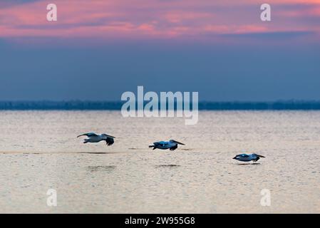 I pellicani atterrano sull'acqua uno ad uno sullo sfondo del cielo rosa del tramonto. Foto Stock