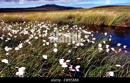 Teste di semi bianchi di Cottongrass che soffiano nel vento Caithness Scozia Foto Stock