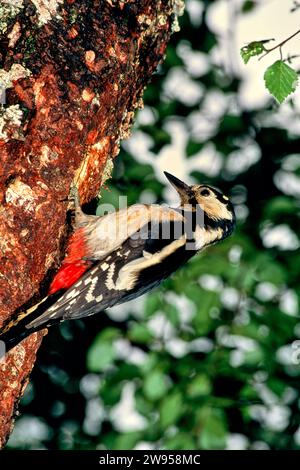 Picchio maculato maggiore Dendrocopos maggiore su una betulla Foto Stock