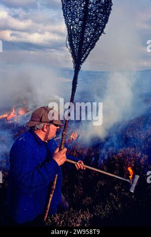 Heather brucia il modo tradizionale in Scozia l'uomo e i suoi strumenti che accendono le piante Foto Stock