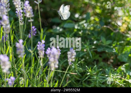 Farfalle bianche flutter in fiori di lavanda. Giardino estivo Foto Stock