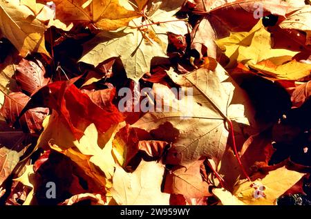 Sycamore parte nel sole autunnale della Scozia Foto Stock