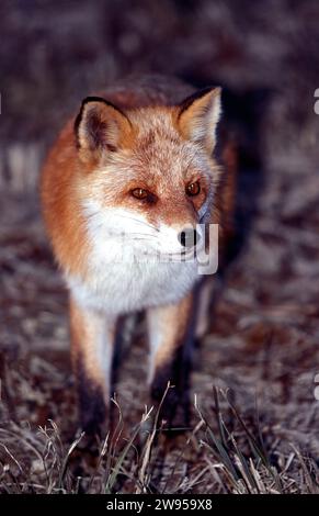 Wild Northern Fox in inverno Hokkaido Giappone Foto Stock