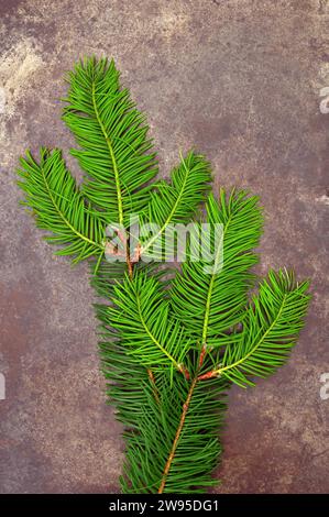 Due spruzzi di abete Douglas verde fresco primaverile o pino Oregon o Pseudotsuga menziesii adagiati su metallo opacizzato Foto Stock