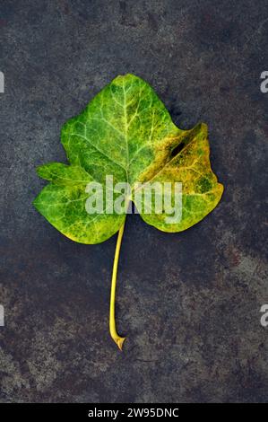 Foglia singola e gambo di edera o Hedera elica che passa dal verde al giallo e marrone adagiato su metallo opacizzato Foto Stock