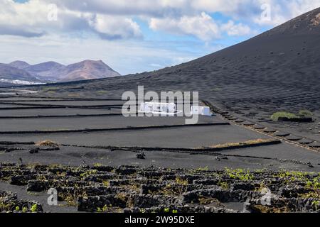 Vigneto nel distretto viticolo di la Geria, Lanzarote, Isole Canarie, Spagna Foto Stock