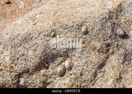 Limpets (Patellidae) nella zona di surf su rocce, Bretagna, Francia Foto Stock