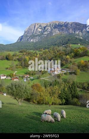 Pecore in un prato dietro il massiccio dello Sciliar, Voels am Schlern, alto Adige, Italia Foto Stock