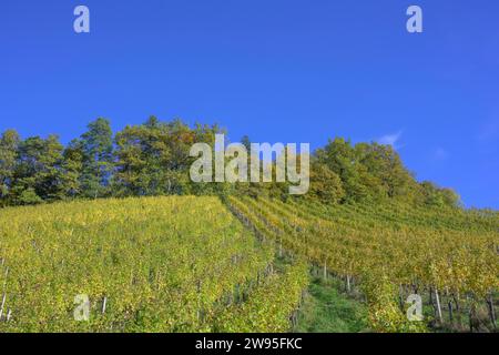 Vigneti in autunno, Leutschach an der Weinstrasse, Stiria, Austria Foto Stock