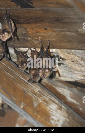 Pipistrello a ferro di cavallo minore (Rhinolophus hipposideros), appeso al muro di legno nell'attico, Turingia, Germania Foto Stock