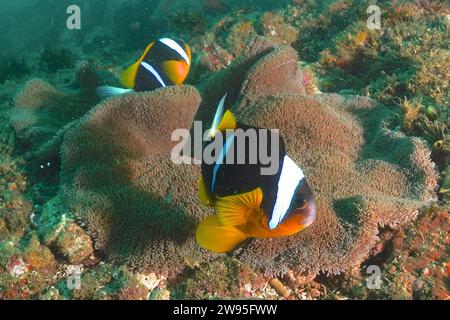 Coppia di pesci pagliaccio di allard (Amphiprion allardi) con il suo anemone tappeto, il sito di immersione Aliwal Shoal, Umkomaas, KwaZulu Natal, Sudafrica Foto Stock