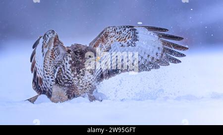 Buzzarda delle steppe (Buteo buteo) caccia al suolo, spalancamento delle ali, rapaci, foraggiamento, topi da caccia, paesaggio alluvionale, prati alluvionali Foto Stock