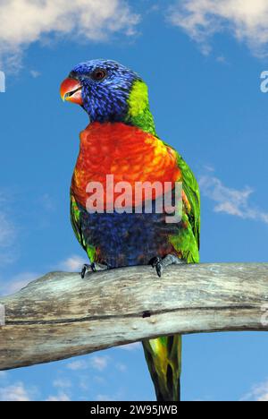 Rainbow lorikeet nome latino Trichoglossus haematodus appollaiato su un ramo Foto Stock