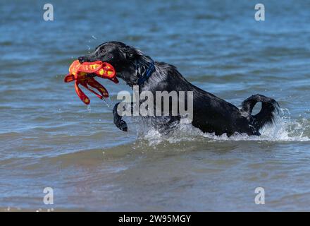 Cane da bestiame nero che gioca in acqua in spiaggia con un giocattolo Foto Stock