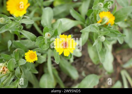 Fiori gialli di madià comune, marigold nel giardino. Estate e primavera. Foto Stock