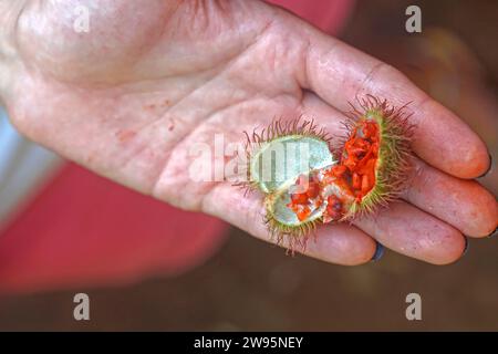 Tenendo in mano il rossetto naturale Annatto Fruit dalla giungla di Zanzibar Foto Stock