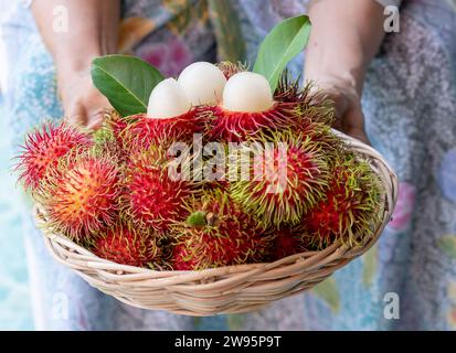 I deliziosi rambutan rossi maturi in un cesto di frutta in legno sono nelle mani di una contadina anziana che si stende per presentare la frutta. Foto Stock