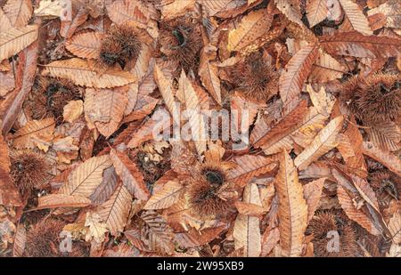 Sfondo autunnale delle conchiglie vuote di castagne dolci e foglie cadute Foto Stock
