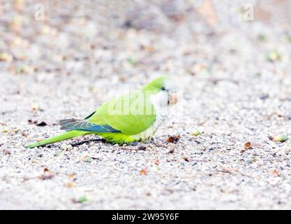 Monk Parakeet a terra Foto Stock