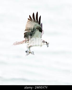 Osprey che aleggia mostrando taloni Foto Stock