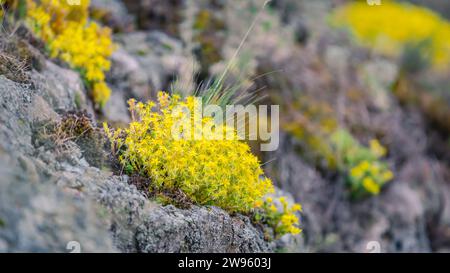 Fioritura succulenta con fiori gialli in primavera, che crescono su una roccia tra erbe selvatiche. Foto Stock