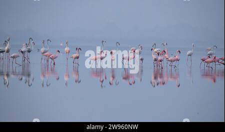 Fenicotteri o fenicotteri sul lago in cerca di cibo Foto Stock