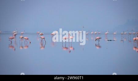 Fenicotteri o fenicotteri sul lago in cerca di cibo Foto Stock