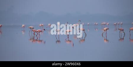 Fenicotteri o fenicotteri sul lago in cerca di cibo Foto Stock