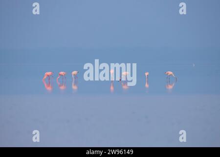 Fenicotteri o fenicotteri sul lago in cerca di cibo Foto Stock