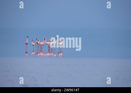 Fenicotteri o fenicotteri sul lago in cerca di cibo Foto Stock