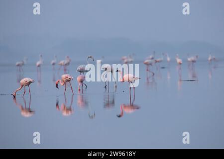 Fenicotteri o fenicotteri sul lago in cerca di cibo Foto Stock