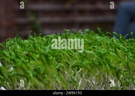 Primo piano di piante di microverdi di spinaci densi e completamente coltivate Foto Stock