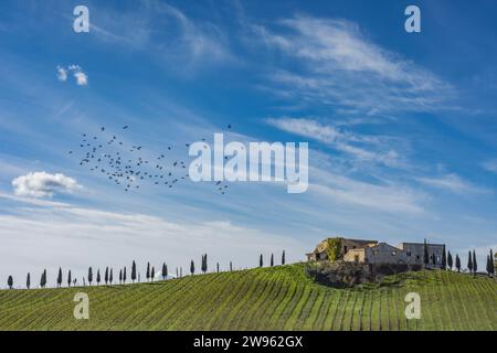 Azienda agricola, Italia Foto Stock