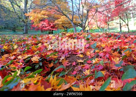 La lettiera di foglie rosse, gialle e arancioni del palmare Acer o dell'acero giapponese. Foto Stock