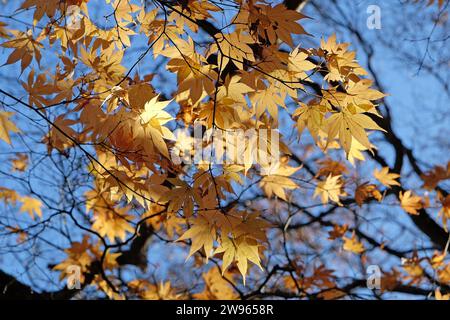 Le foglie gialle del palmo Acer, o albero d'acero giapponese, durante la sua esposizione autunnale. Foto Stock