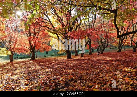 Le foglie rosse e gialle dell'Acer palmatum, o albero di acero giapponese, durante la sua esposizione autunnale. Foto Stock