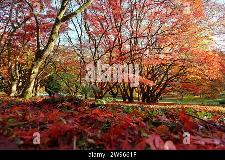 Foglie rosse e gialle cadute a terra da Acer palmatum, o acero giapponese durante la sua esposizione autunnale. Foto Stock