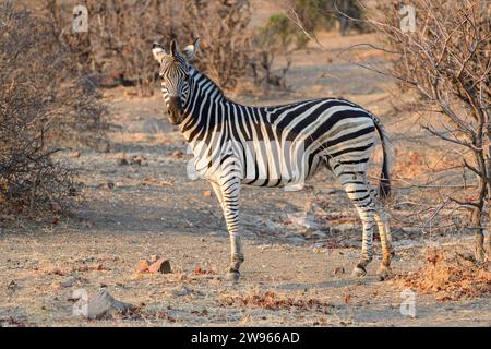 Burchell's zebra, Equus quagga burchellii, Mashatu Game Reserve, Botswana Foto Stock